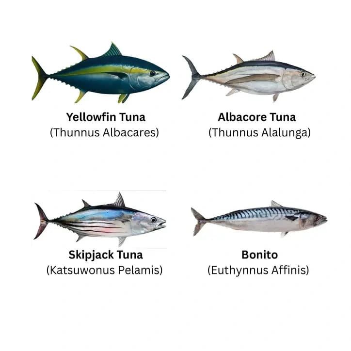 Frozen Tuna